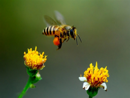 蜜蜂蛰一天后怎么消肿