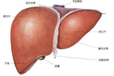 肝癌病人肝昏迷的表现