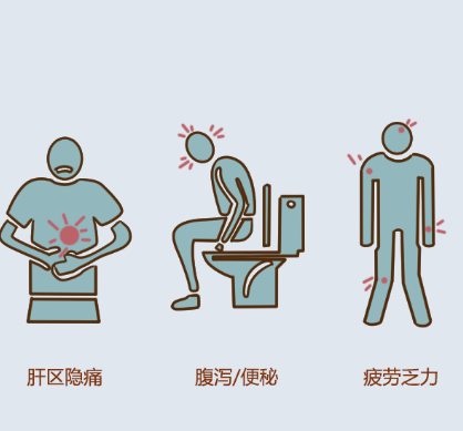 复方鳖甲软肝片吃多久能逆转肝纤维化？爱肝护肝刻不容缓