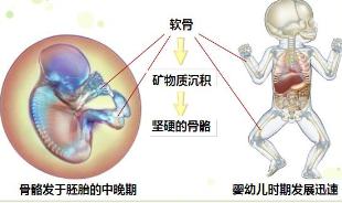 长高的药哪些牌子比较好