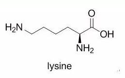 赖氨酸是什么